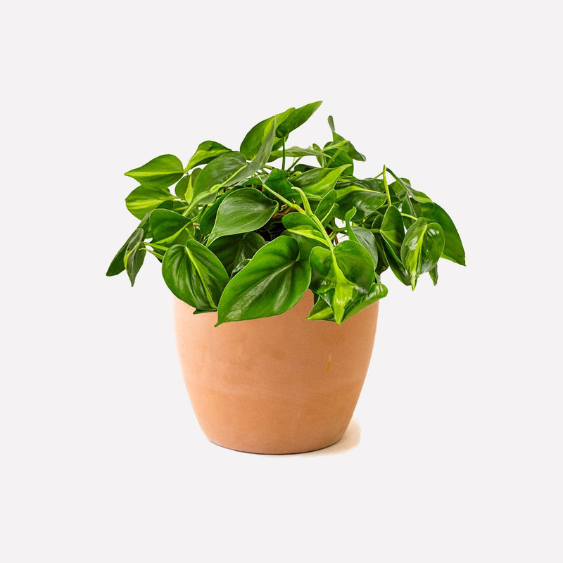 Philodendron scandens Brasil