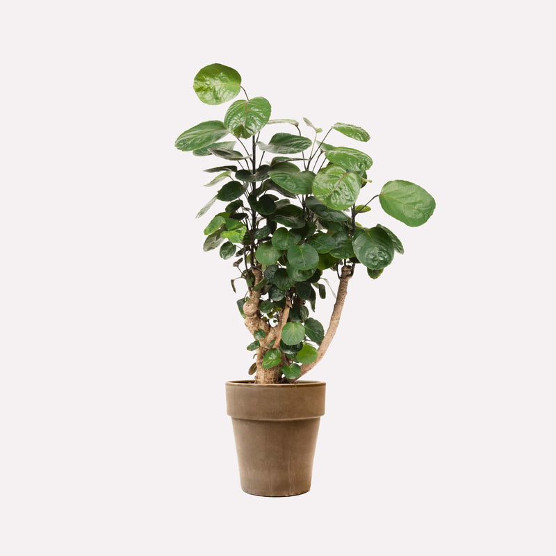 Polyscias Scutellaria in grijze terracotta pot