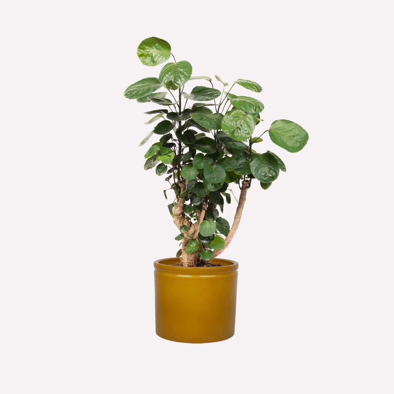 Polyscias Scutellaria in mosterdgele keramieken pot