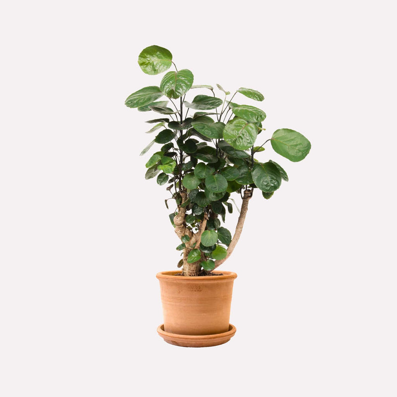 Polyscias Scutellaria in retro terracotta pot