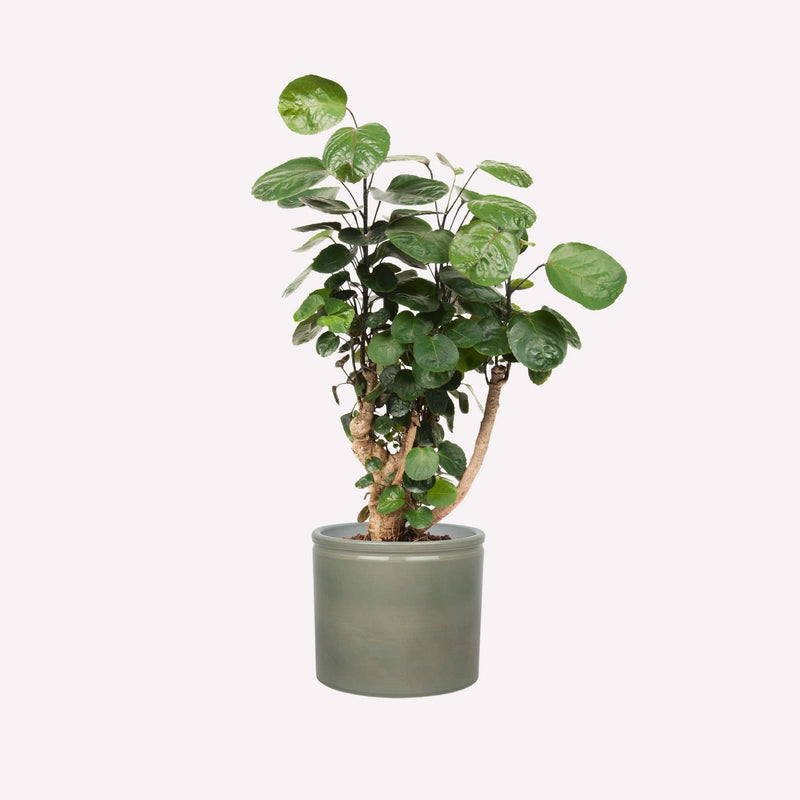 Polyscias Scutellaria in saliegroene keramieken pot