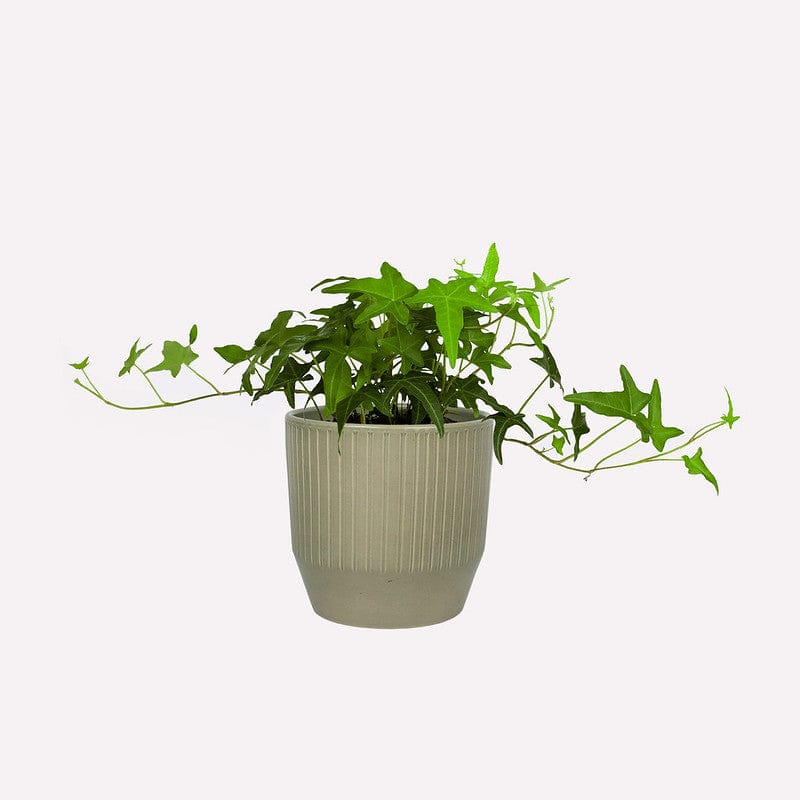 Klimop BIO