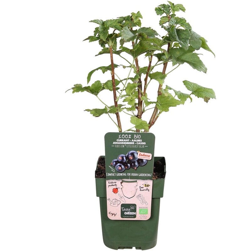 Zwarte Bes Little black Sugar