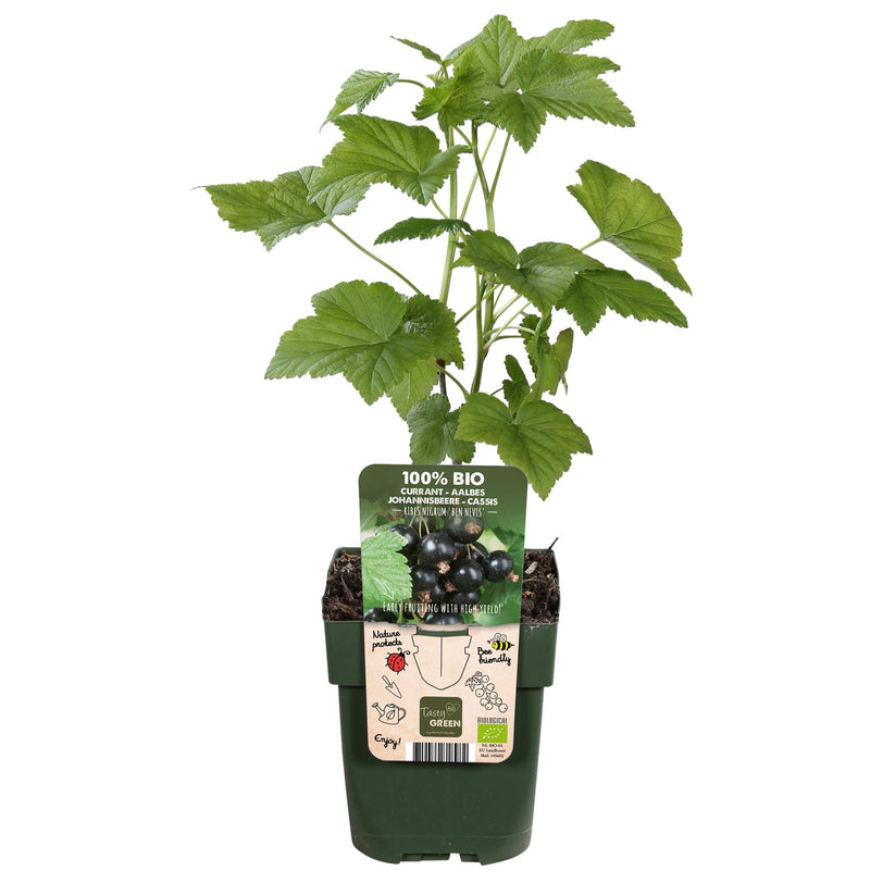 Zwart bs Ribes biologisch in een kweekpot met blad.