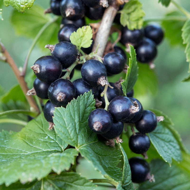 Zwarte bes ribes Ben Nevis aan een tak. 