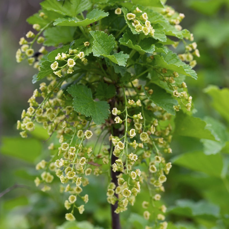 Bloemen van de biologische ribes ben nevis