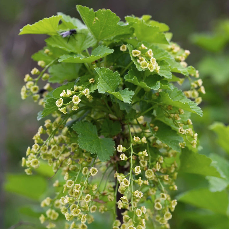 Biologische Aalbes Jonkheer van tets
