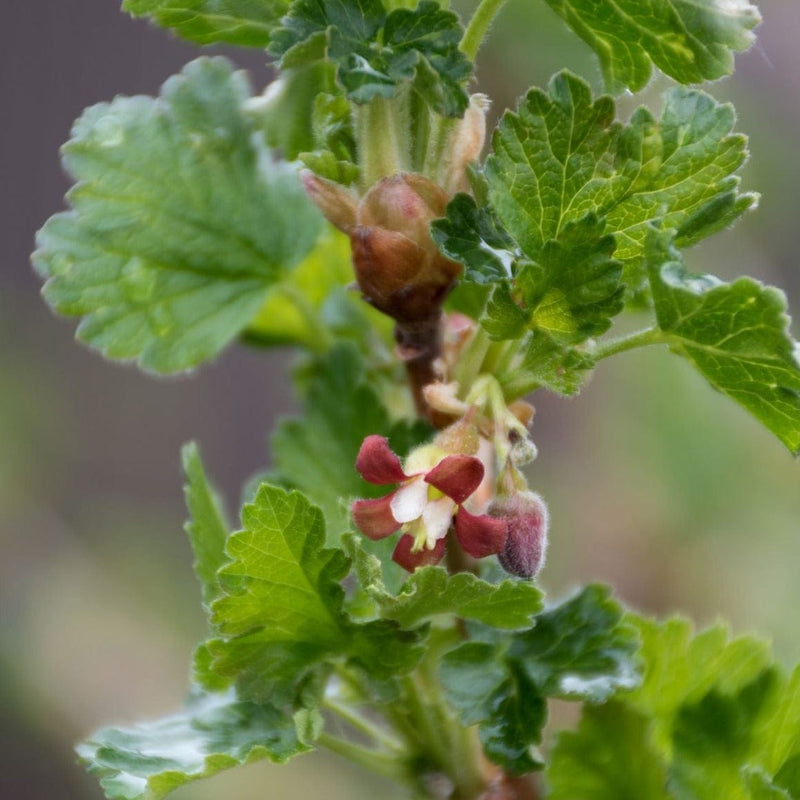 bio rode kruisbes bloesem aan tak