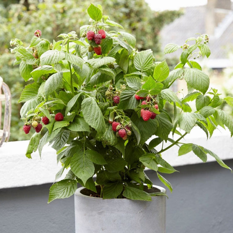 bio dwergframboos op balkon