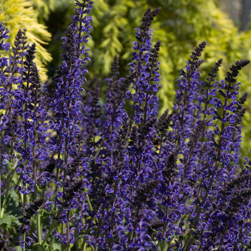 salvia mainacht, dieppaarse aren