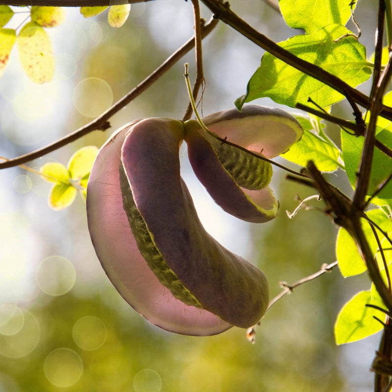 Bio Schijnaugurk na de bloei met een peultje