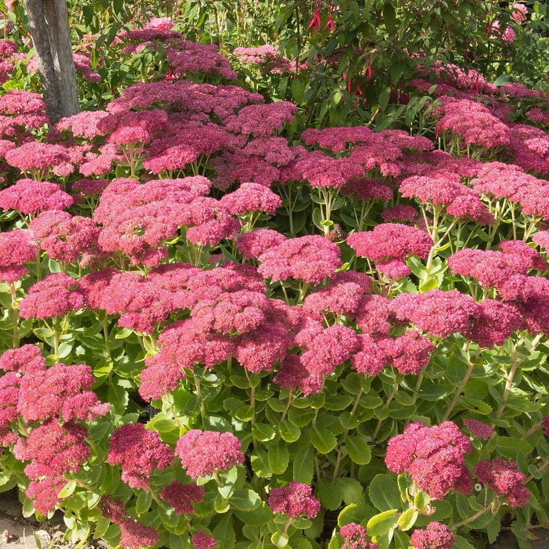 Sedum Herbstfreude