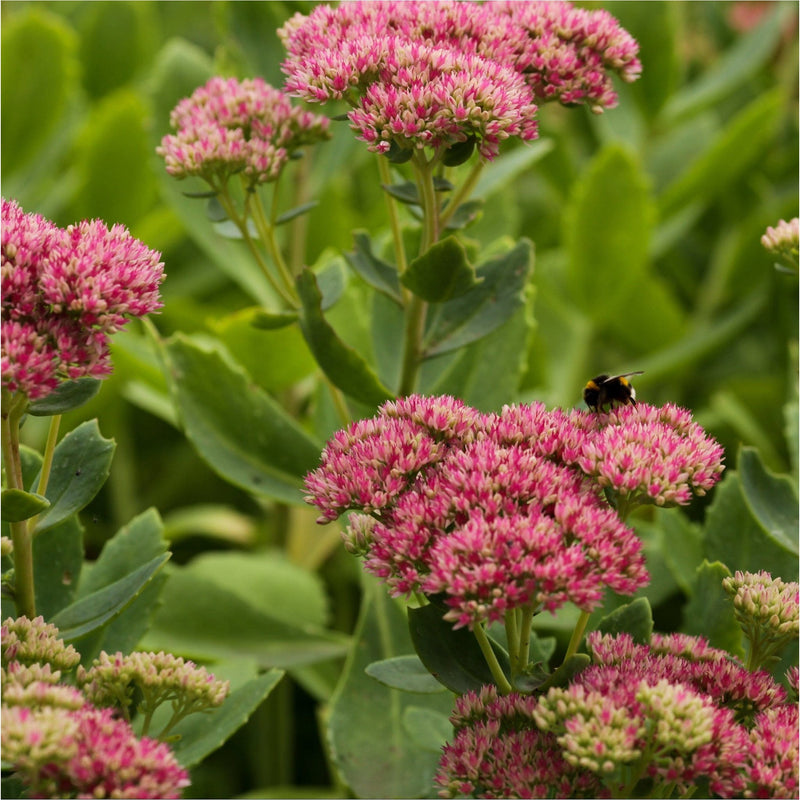 Sedum Carl, biologisch, in bloei met hommel op het roze bloemenscherm.