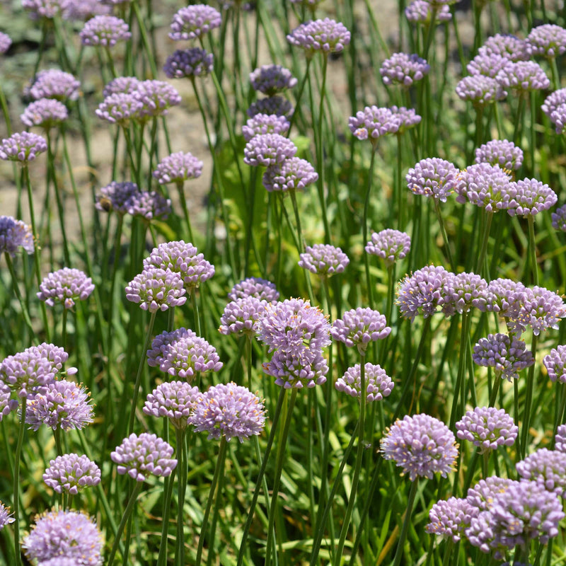 Biologische sierui Allium in veld