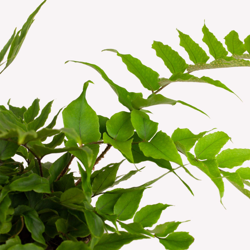 smalle ijzervaren, close up van frisgroen blad