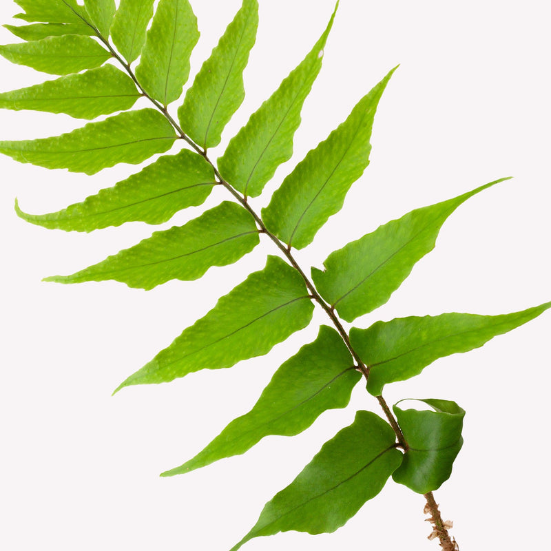 smalle ijzervaren, close up van stengel met blad