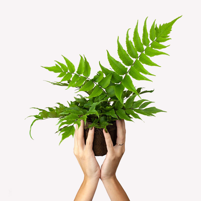 smalle ijzervaren, handen houden groene varen omhoog met kluit