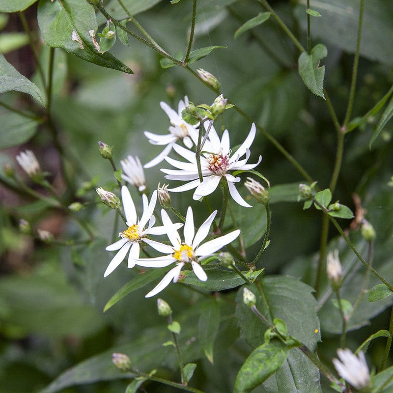 Sneeuwsteraster met witte bloemen