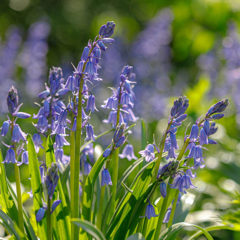 Spaanse hyacint blauw