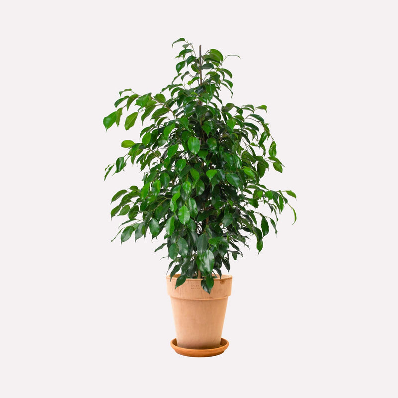 Treurwilg Danielle in terracotta pot