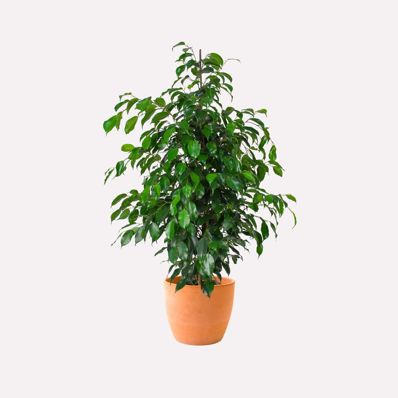 Treurwilg Danielle in terracotta pot