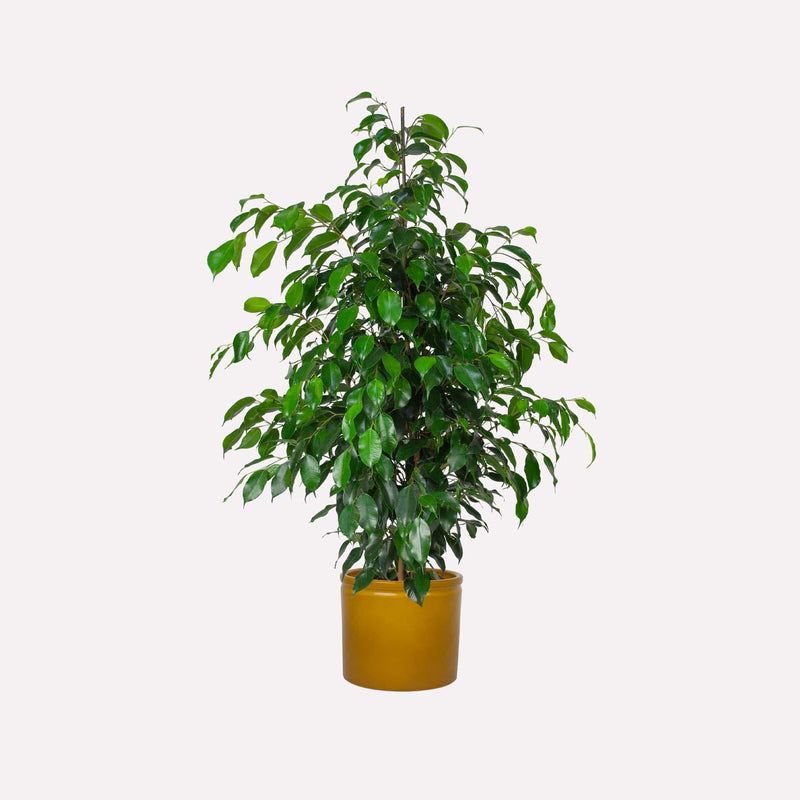 Treurwilg Danielle in gele pot