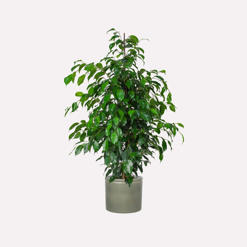 Treurwilg Danielle in saliegrijze pot