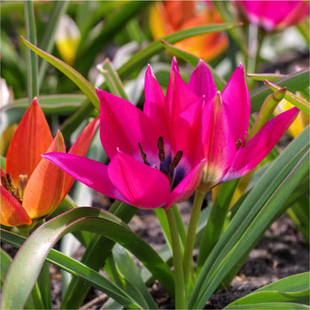 Tulp Little Beauty Tulp Little Beauty