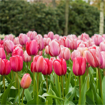 Tulp Pink Impression Tulp Pink Impression