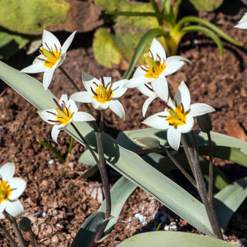 Tulp Turkestanica Tulp Turkestanica