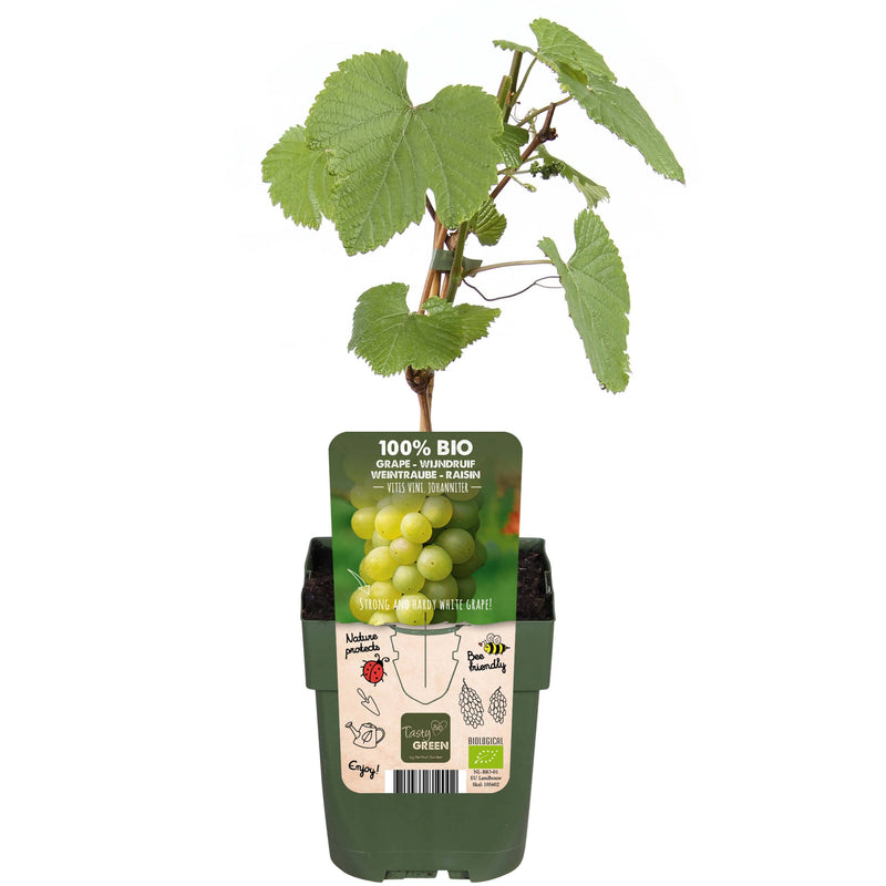 Bio witte druif Vitis Johanniter in pot