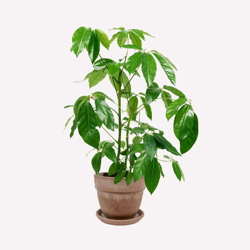 Grote vingersboom in bolle grijze terracotta pot