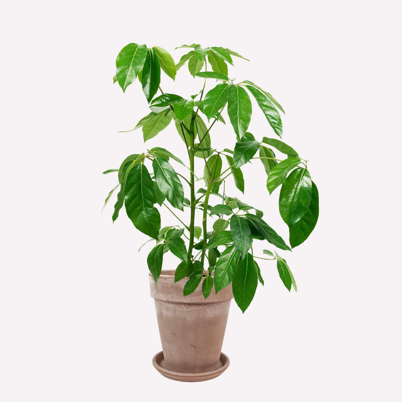 Grote vingersboom in hoge grijze terracotta pot