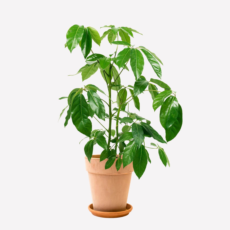 Grote vingersboom in hoge terracotta pot