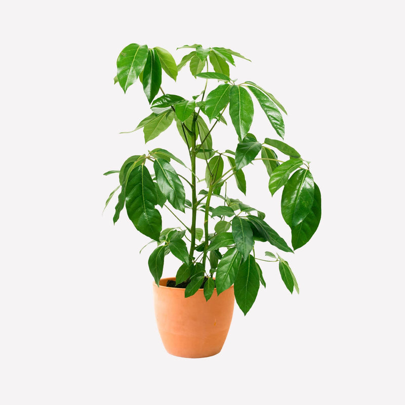 Grote vingersboom in terracotta pot