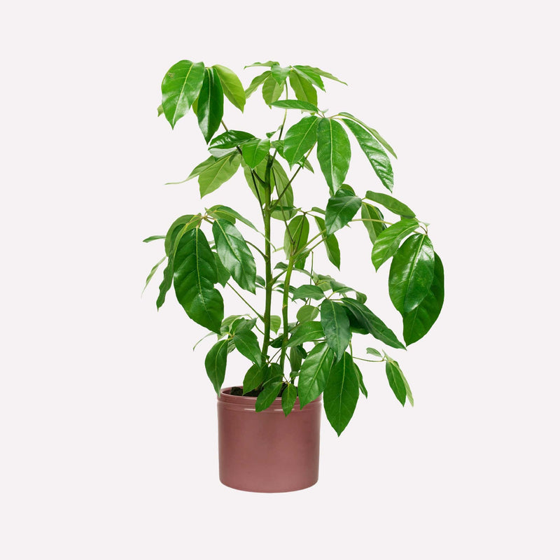 Vingersboom in wijnrode pot