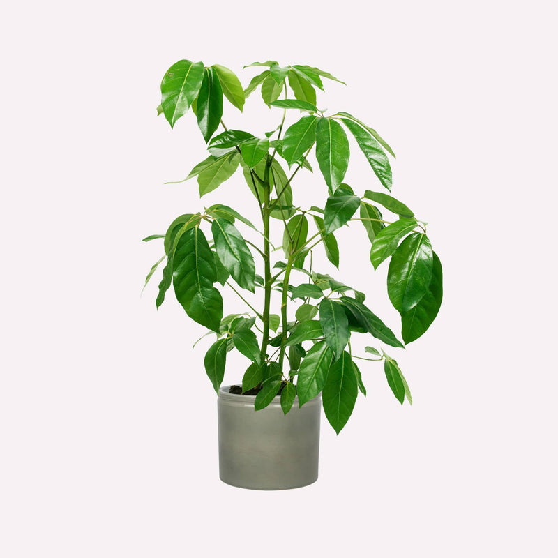 Grote vingersboom in groengrijze keramieken pot