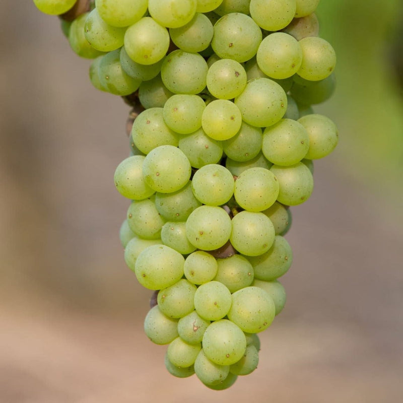 Vitis Johanniter vrucht aan boom bio