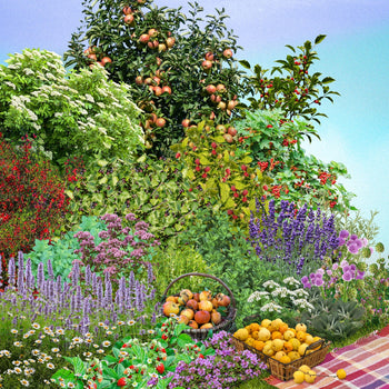 Voedselbosje 10m2 Voedselbosje 10m2