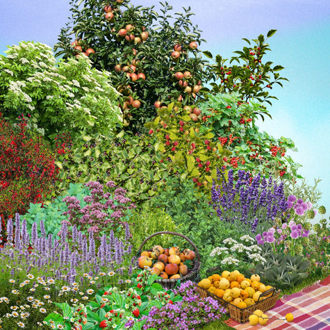 Voedselbosje 10m2 Voedselbosje 10m2