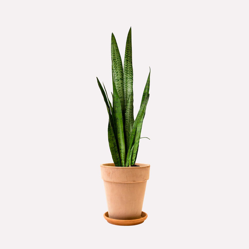 Vrouwentong zeylanica in hoge lichte terracotta pot