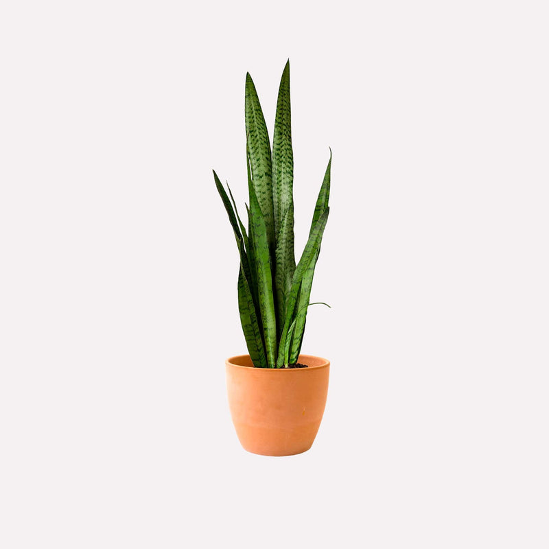 Vrouwentong zeylanica in terracotta pot