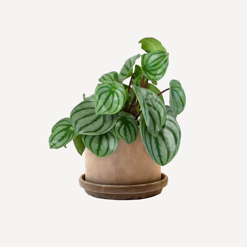 Watermelon peperomia plant met strak grijze terracotta pot