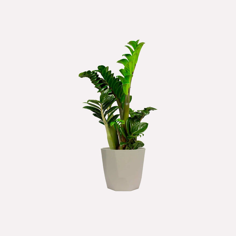 Kleine ZZ-plant, totale plant met lange stelen en glanzende amandelvormige bladeren in grijze plastic pot.