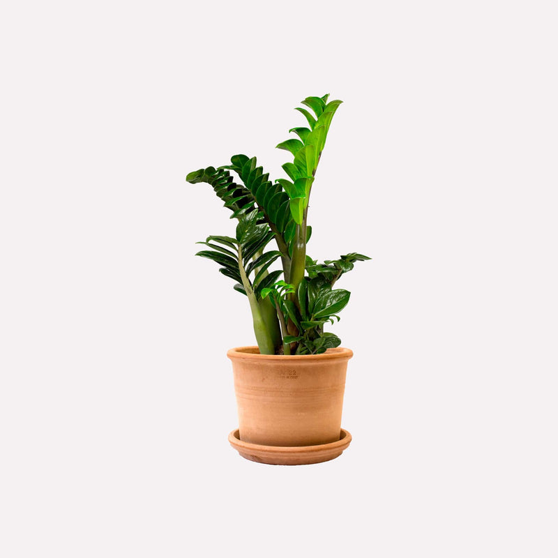 Kleine ZZ-plant, totale plant met lange stelen en glanzende amandelvormige bladeren in lichte terracotta pot.