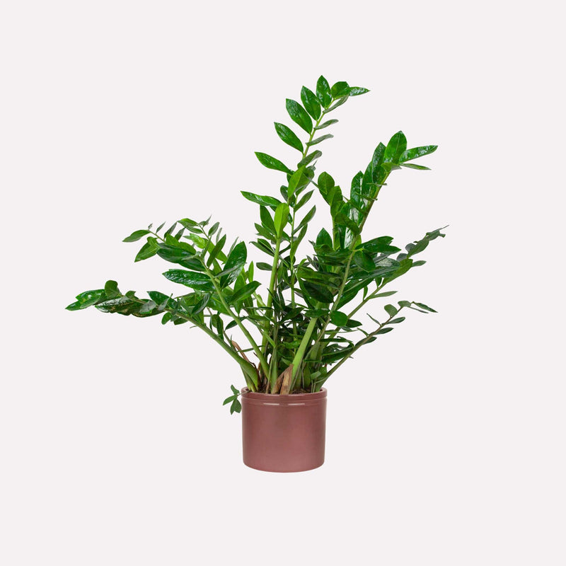 Grote Zz-plant, totale plant met lange stelen met glanzende amandelvormige bladeren in wijnrode pot.