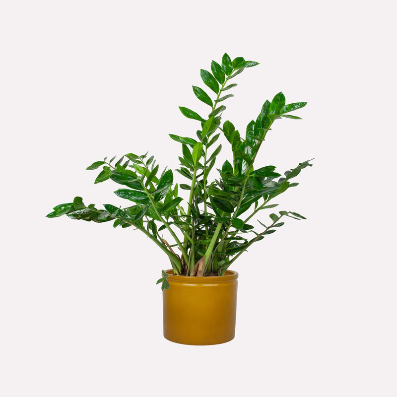 zz-plant in mosterdgele pot