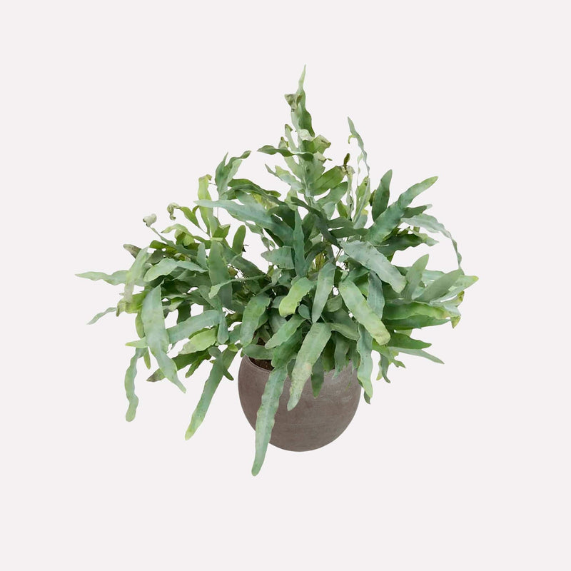 Zinkvaren in ronde terracotta pot