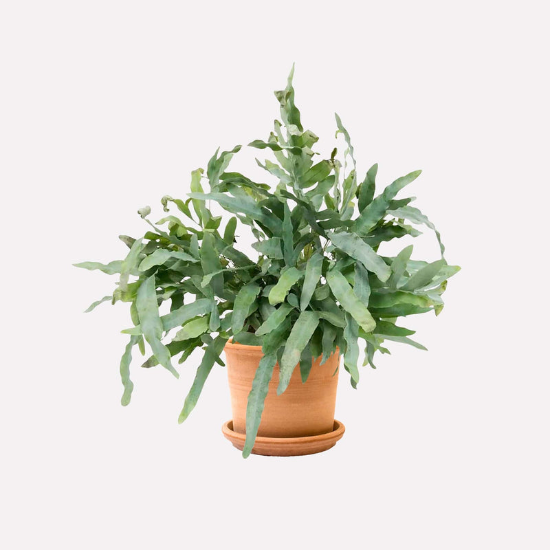 Zinkvaren in terracotta  pot