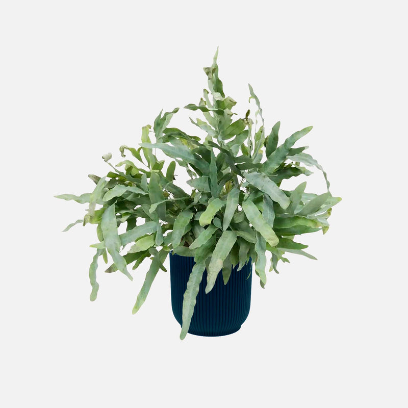 Zinkvaren in donkerblauwe plastic pot